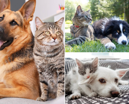 Fur Baby Must Haves cover photo collage