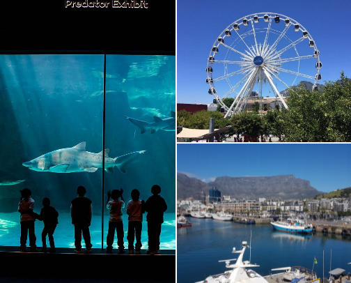 Must-Visit Spots in South Africa cover photo collage
