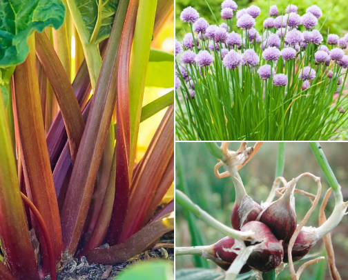 Garden perennial ideas for long term garden goals 🪴 🪏 cover photo collage
