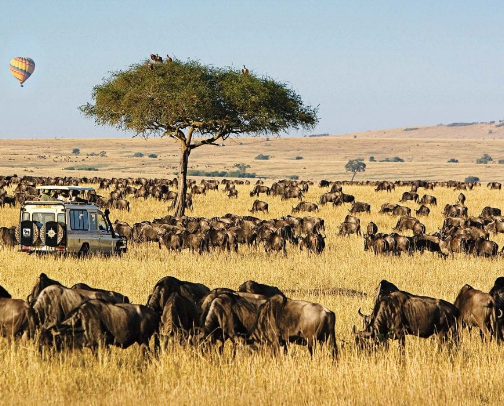 Everything You Need for Your First African Safari cover photo collage