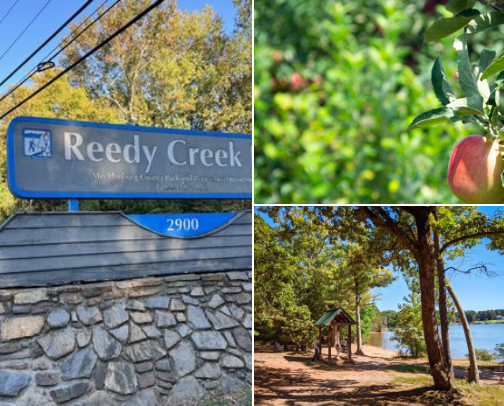 🍂 Fall in Charlotte (Cozy & Scenic Picks) cover photo collage