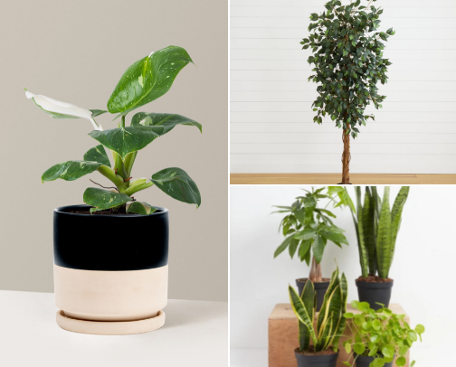 Beautiful Houseplants 🪴 cover photo collage
