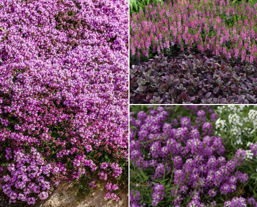 Where Every Bloom Tells a Story cover photo collage