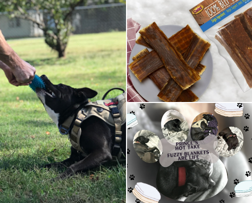 🐾 Prince’s Must Haves | Tried, Tested & Trusted Dog and Pet Essentials 🐾 cover photo collage