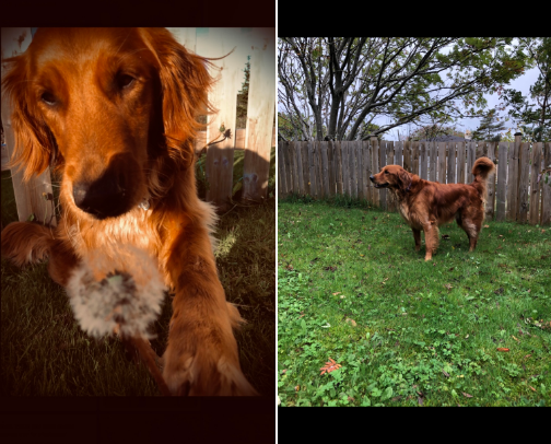 Ginger’s essentials 🐶🐕 cover photo collage