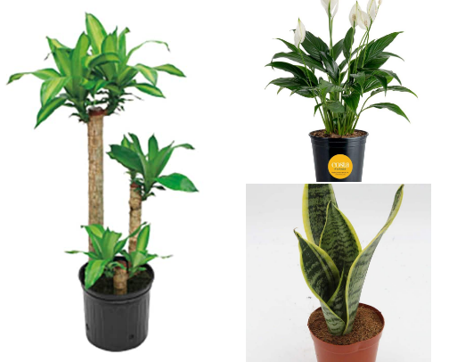 Indoor and outdoor plants 🪴 cover photo collage