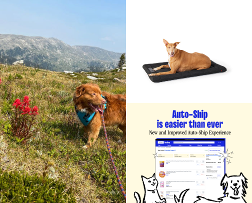Useful Products for Dogs.. and their owners too 🐾 cover photo collage