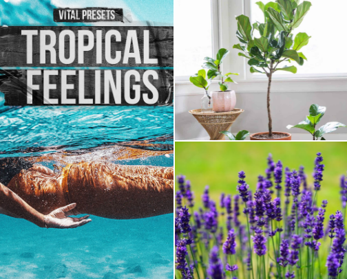 🌿  Gardening cover photo collage