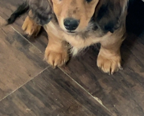 Baby Weeenie (dachshund) Moms 🐶🐾 cover photo collage