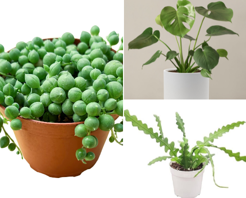 Leafy Luxuries: Fun Plants and Plant VIP List cover photo collage