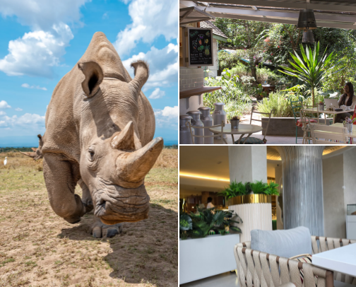 The Nairobi & Kenya Insider Guide: Must-Visit Spots cover photo collage