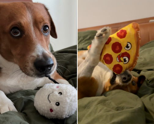 A former street dog's favorite toys: Benny-tested, mommy-approved. cover photo collage