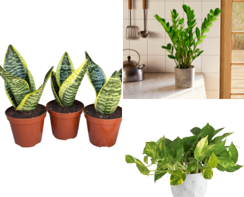 Best Low-Maintanence Plants for those without a Green Thumb cover photo collage