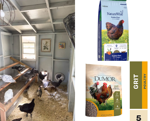 Chicken cover photo collage