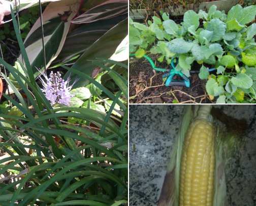 Sunshine in the Gardens of Good. Only evil are the borers, bugs and worms that eat my garden produce. cover photo collage