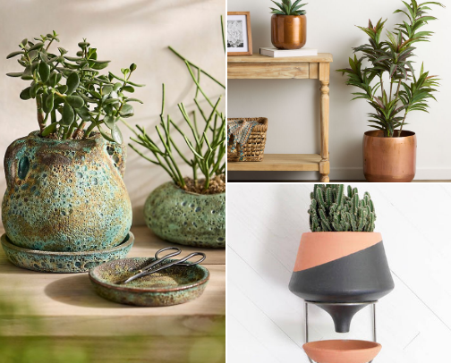 Plant lovers unite! Unique plant finds cover photo collage