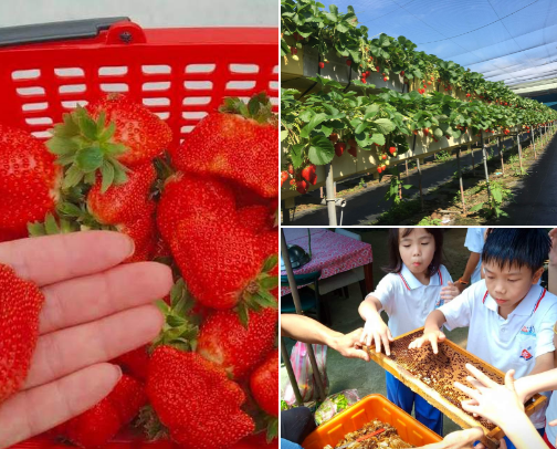 “High-Rack, Organic, Easy to Pick – Secure Your Spot at Taiwan’s Strawberry Farms!” cover photo collage
