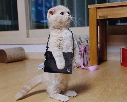 What’s in my Everything Bag cover photo collage