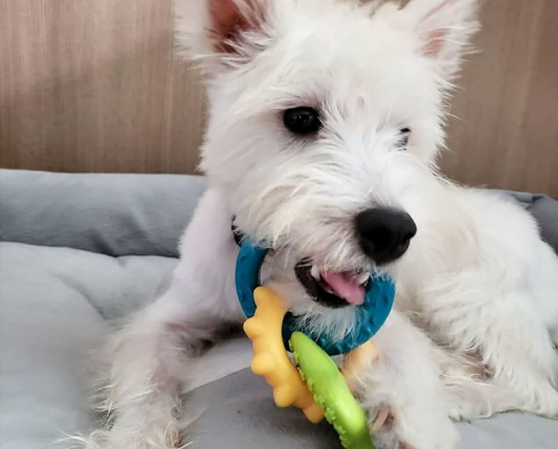 Everything You Need for Your First Dog Puppy cover photo collage