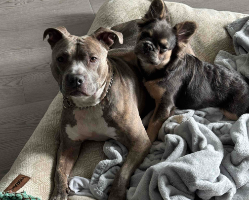 dog mom must haves! 🐾 cover photo collage