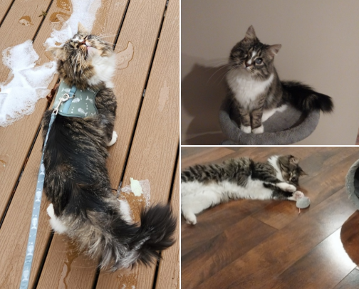 Spoil Your Cat! Ty's Essential Wishlist for your Furry Friend cover photo collage