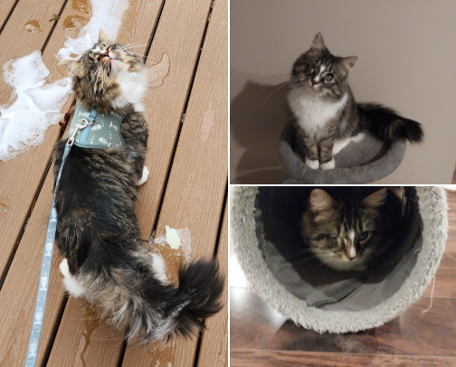 The Ultimate Cat Wishlist: Toys, Treats, and Accessories Your Cat Will Love cover photo collage