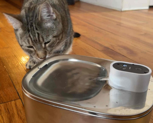 For the Furbabies cover photo collage