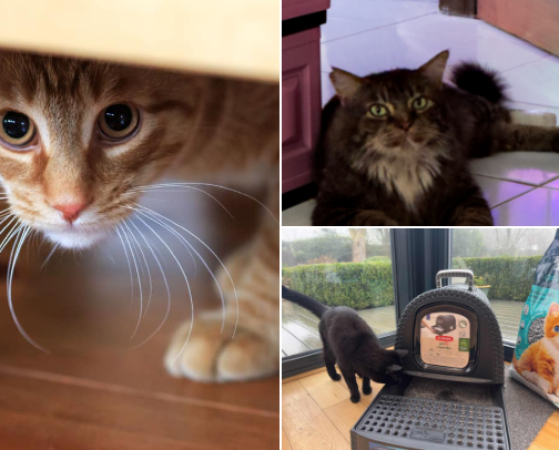 🐱 10 Tips for First-Time Cat Owners cover photo collage