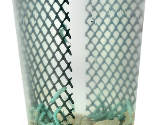 My beautiful Citrus Morph, Demelza & Dexter's favorite Things 🦎 cover photo collage