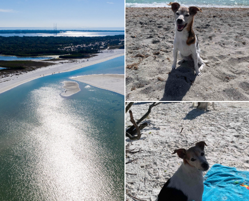 Pet friendly Beaches in Florida 🏖️🐾 cover photo collage