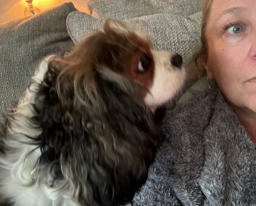 Cavalier King Charles dogs❤️ cover photo collage