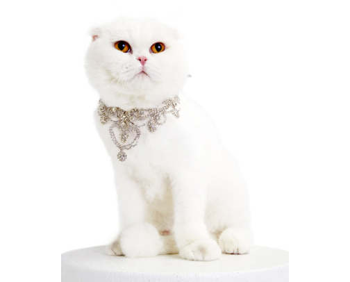 Your Furball's Must-Haves! cover photo collage