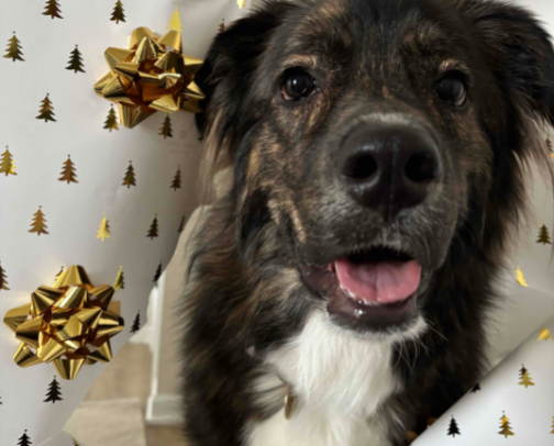 eats, treats, and sleeps (dog version) cover photo collage