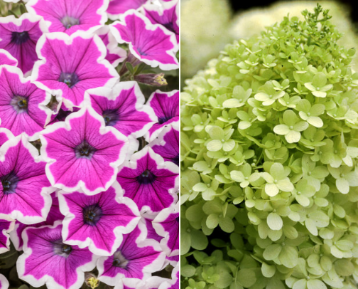 Proven winners amore petunias cover photo collage