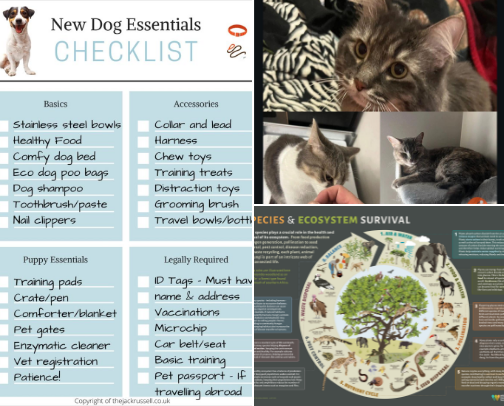Pets supplies and other animals cover photo collage
