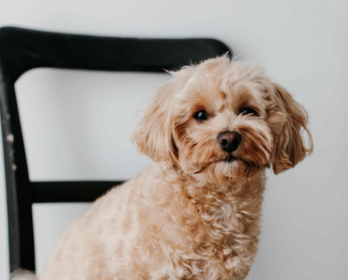 My Dog’s Favorite Things cover photo collage