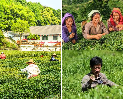 Teas from Around the World: A Journey Through Leaf, Light, and Time 🍃🌏 cover photo collage