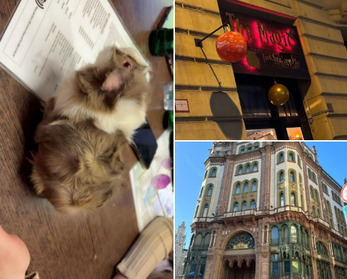 Cafes in Budapest you have to visit ☕️🍷 cover photo collage