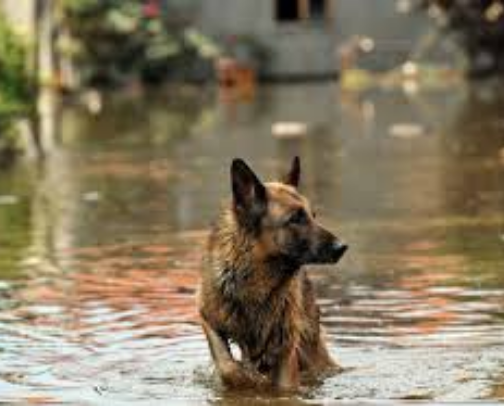 Natural Disaster Help & Organizations cover photo collage