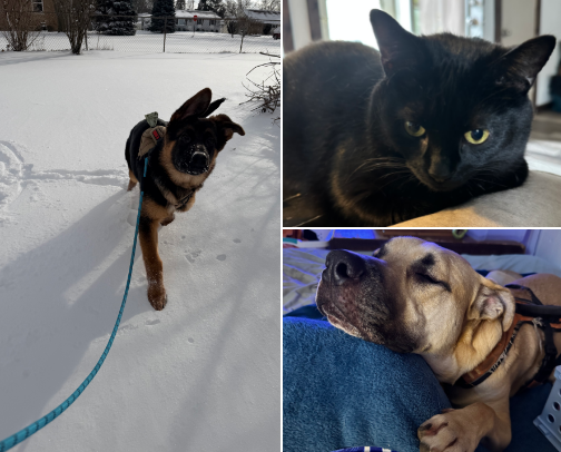 My adorable fur babies. cover photo collage