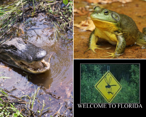 Swamp Buddies From Florida cover photo collage
