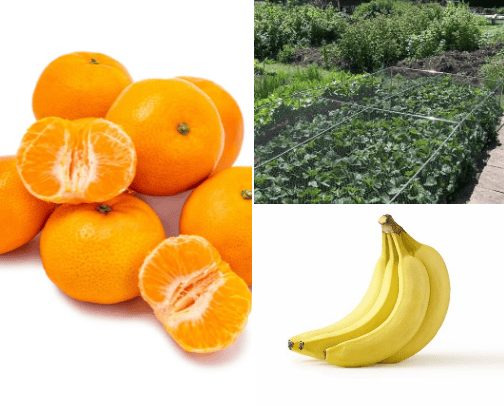 Fruit and vegetables cover photo collage