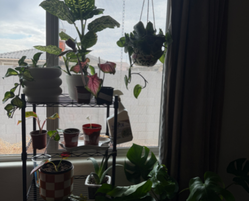 Plants 🪴 cover photo collage