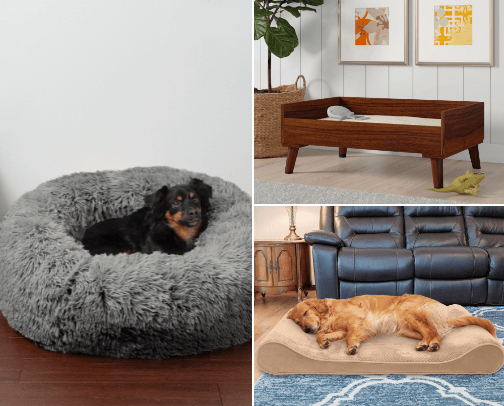 Make sure your dog is comfortable. cover photo collage