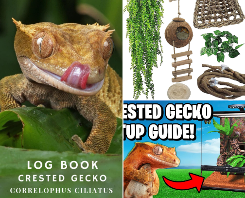 Everything you need for a crested gecko cover photo collage