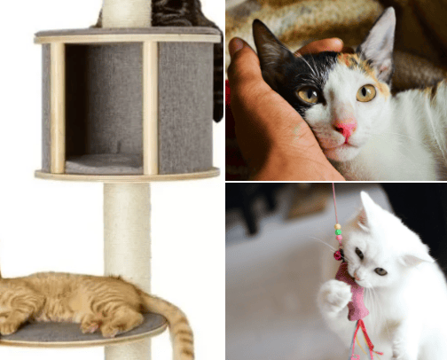 Whiskered Wonders: A Cat Lover's Collection cover photo collage