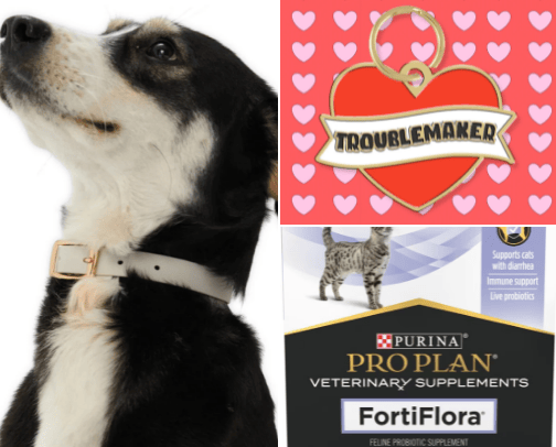 Doggie Accessories cover photo collage