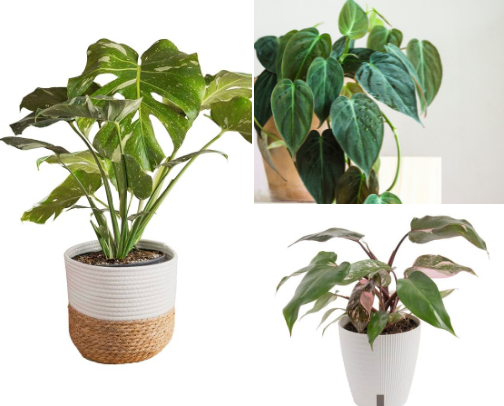 Green Thumb: Houseplant Favorites 🪴 cover photo collage