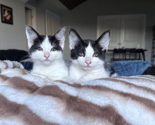 CATS- the purrfect items for all kitties! cover photo collage