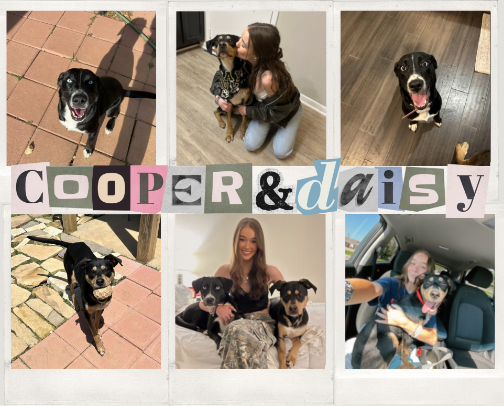 fur baby favorites! 🐾🤍 (for the pups) cover photo collage